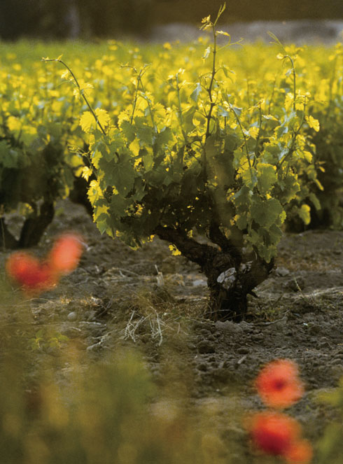 Illustration - Vigne / Illustration - Vine