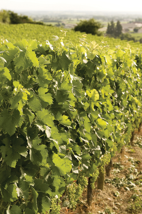 Châteaux... grands crus