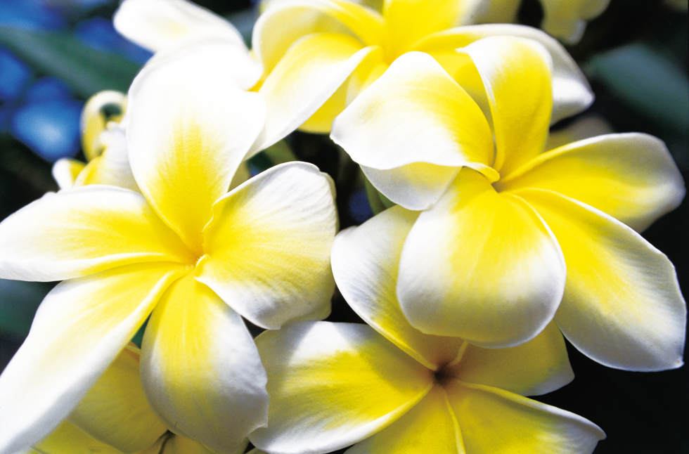 Yellow and White Plumeria Blossoms.