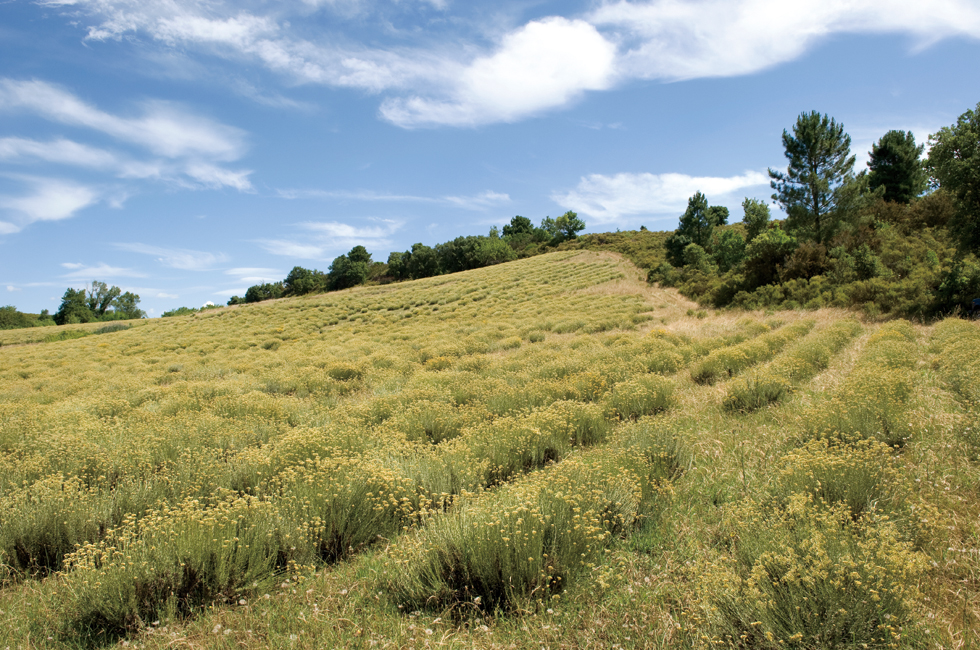 PressImmortelleEurope-3793