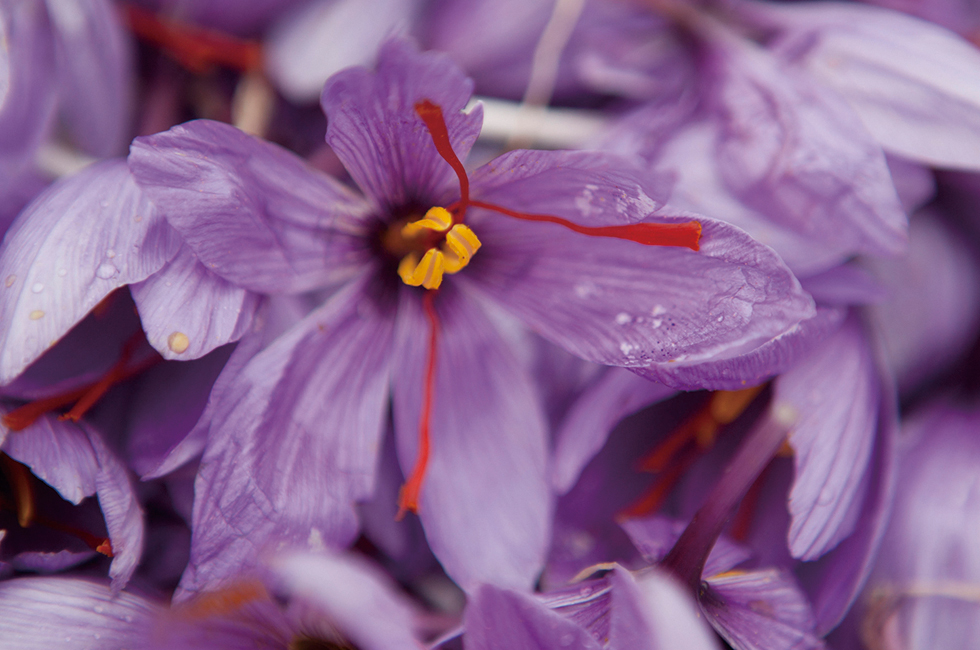 SAFRAN MAROC NOVEMBRE 2012