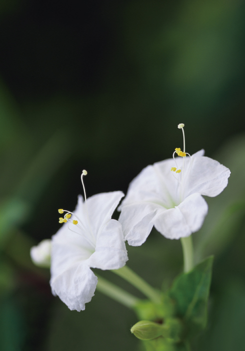 Four o'clock plant, mirabilis jalapa