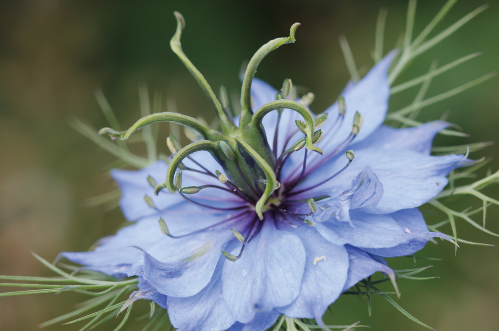 201510_oilfromnature_04