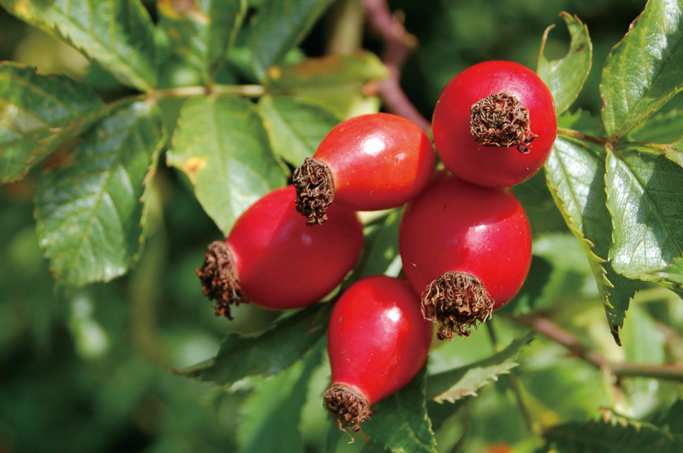 201510_oilfromnature_05