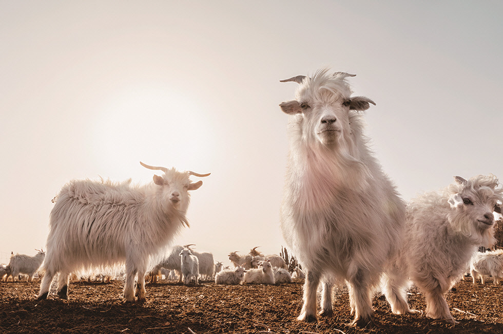 Inner Mongolia 10_ Giulio di Sturco_2018